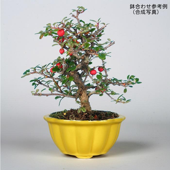 盆栽 白花紅したん 紅紫檀 ベニシタン 小品盆栽 ミニ盆栽 雑木 花物