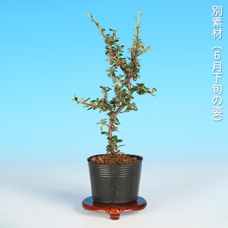盆栽 白花紅したん 紅紫檀 ベニシタン 小品盆栽 ミニ盆栽 雑木 花物