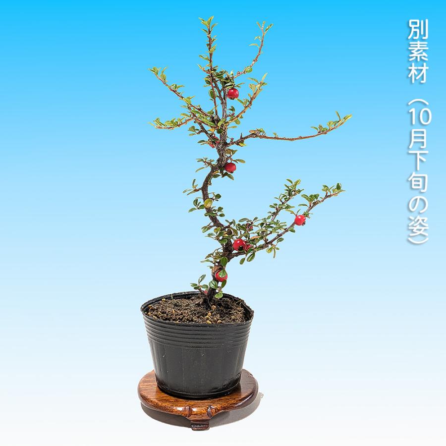 盆栽 白花紅したん 紅紫檀 ベニシタン 小品盆栽 ミニ盆栽 雑木 花物
