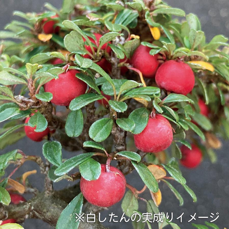 盆栽 白花紅したん 紅紫檀 ベニシタン 小品盆栽 ミニ盆栽 雑木 花物