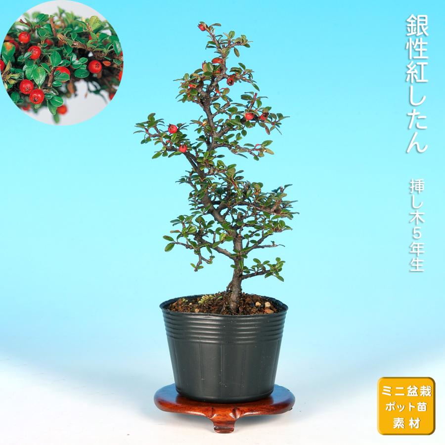 盆栽 銀葉紅したん 紅紫檀 ベニシタン 小品盆栽 ミニ盆栽 雑木 花物