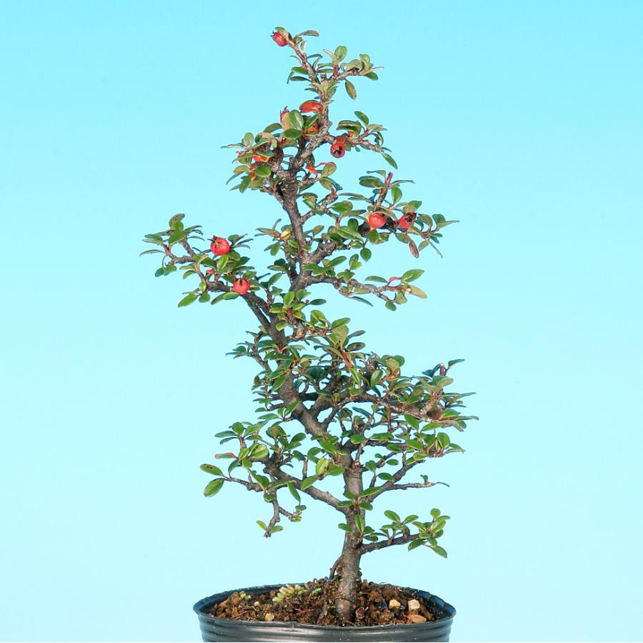 盆栽 銀葉紅したん 紅紫檀 ベニシタン 小品盆栽 ミニ盆栽 雑木 花物
