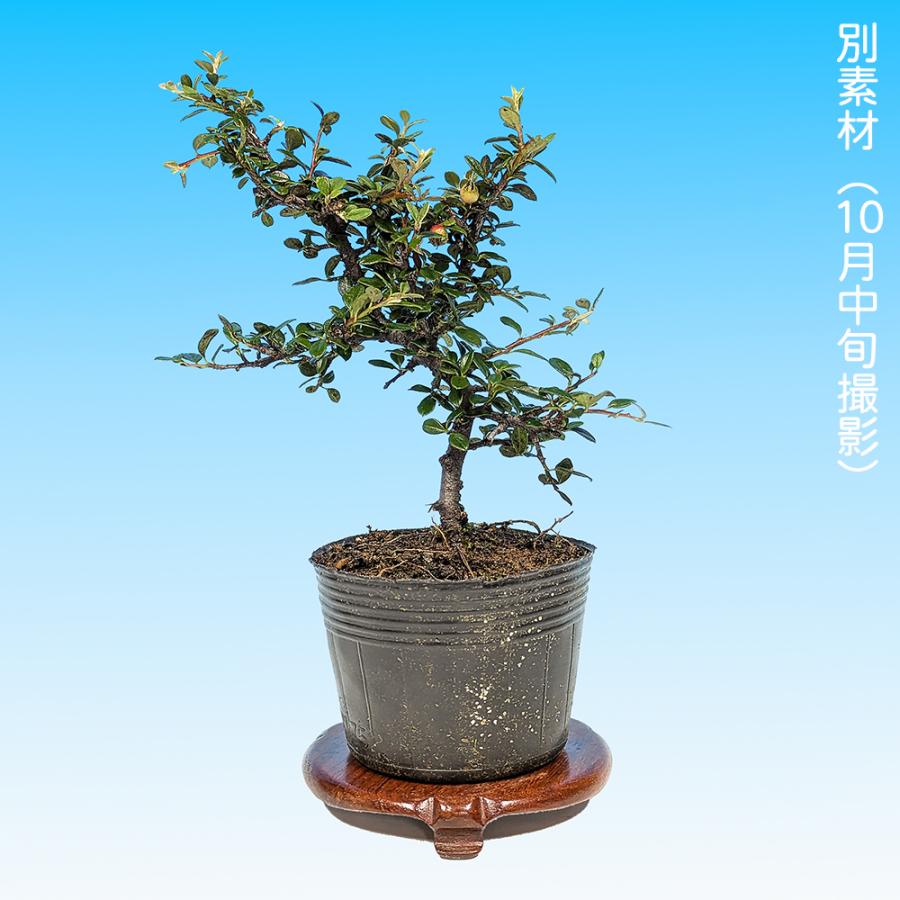 根卓　紫檀　ミニ盆栽用　新品未使用品 盆栽 銀葉紅したん 紅紫檀 ベニシタン 小品盆栽 ミニ盆栽 雑木 花物