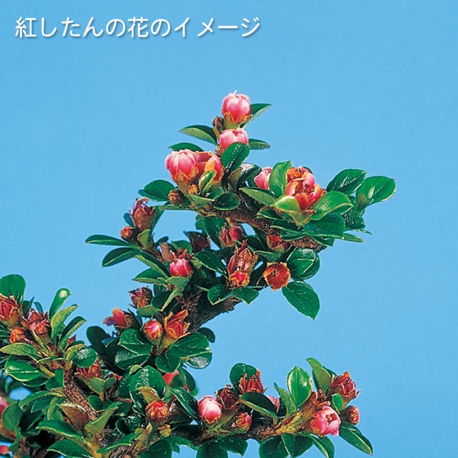 盆栽 銀葉紅したん 紅紫檀 ベニシタン 小品盆栽 ミニ盆栽 雑木 花物