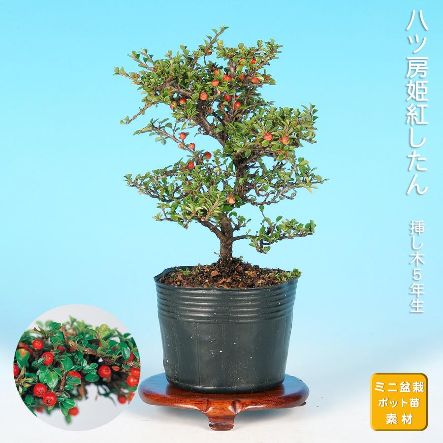 盆栽 八ッ房姫紅 紅紫檀 ベニシタン 小品盆栽 ミニ盆栽 雑木 花物 実物