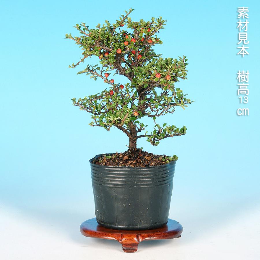 盆栽 八ッ房姫紅 紅紫檀 ベニシタン 小品盆栽 ミニ盆栽 雑木 花物 実物