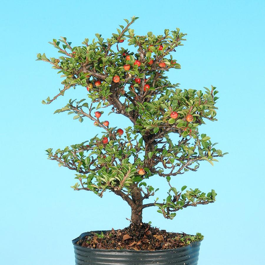 盆栽 八ッ房姫紅 紅紫檀 ベニシタン 小品盆栽 ミニ盆栽 雑木 花物 実物