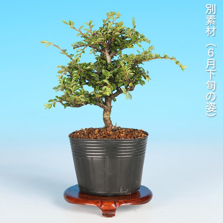 盆栽 八ッ房姫紅 紅紫檀 ベニシタン 小品盆栽 ミニ盆栽 雑木 花物 実物