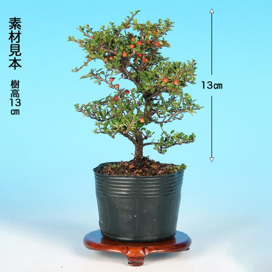 盆栽 八ツ房姫紅したん 挿し木5年生 7.5cmポット苗 ミニ盆栽 小品盆栽