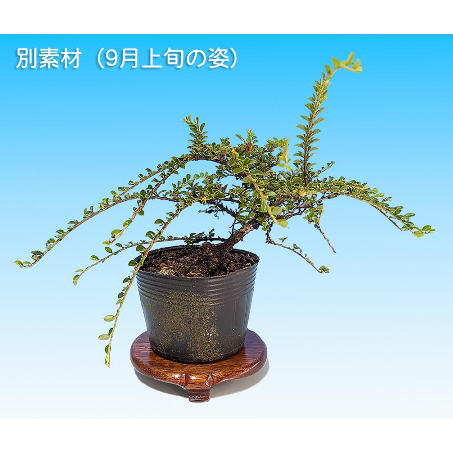 盆栽 八ッ房姫紅 紅紫檀 ベニシタン 小品盆栽 ミニ盆栽 雑木 花物 実物