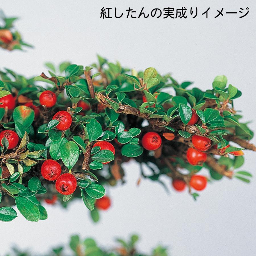 盆栽 八ッ房姫紅 紅紫檀 ベニシタン 小品盆栽 ミニ盆栽 雑木 花物 実物