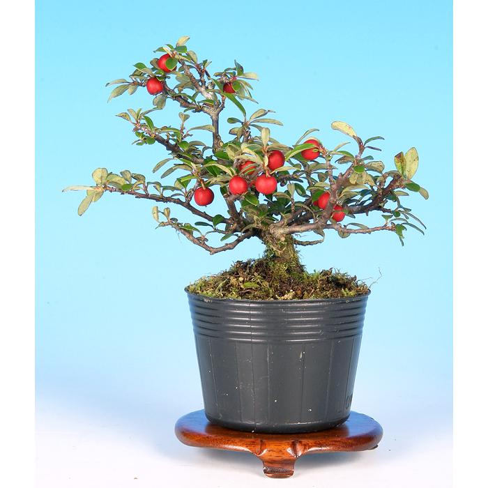 黒丹 雑木 花物 実物 素材 苗木 盆栽 コトネアスター 紅紫檀