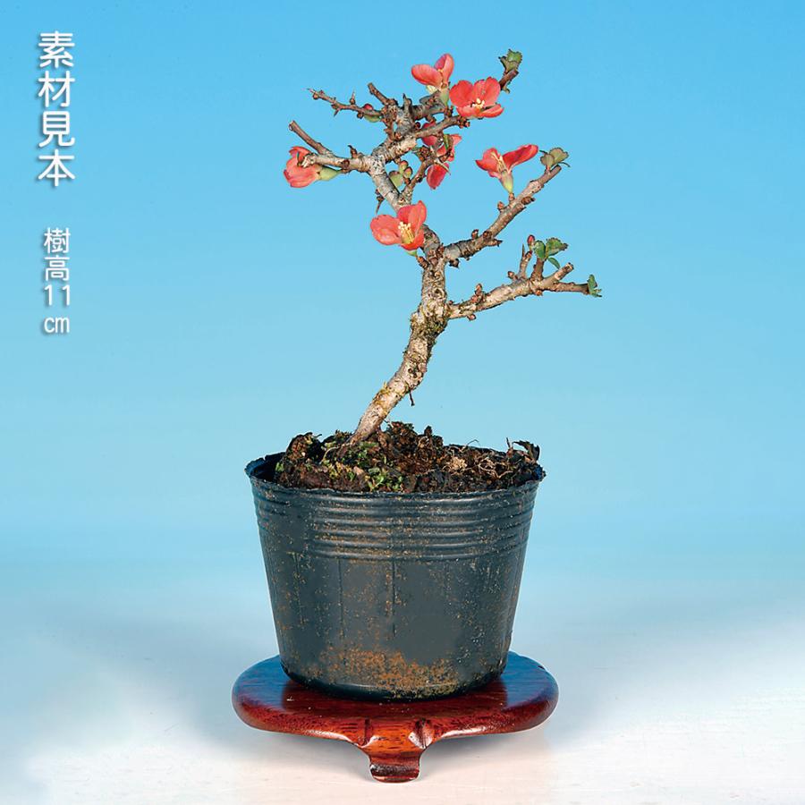 盆栽 長寿梅 チョウジュバイ 赤花 矮性 ボケ 木瓜の仲間 枝打ちが