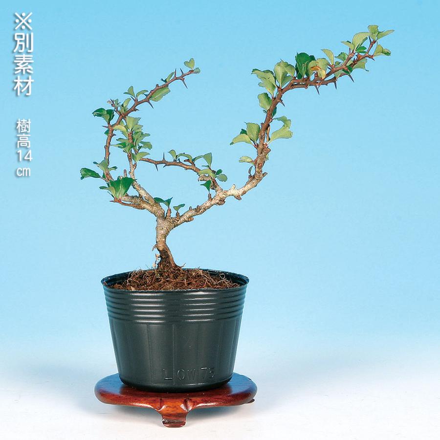 盆栽 長寿梅 チョウジュバイ 赤花 矮性 ボケ 木瓜の仲間 枝打ちが