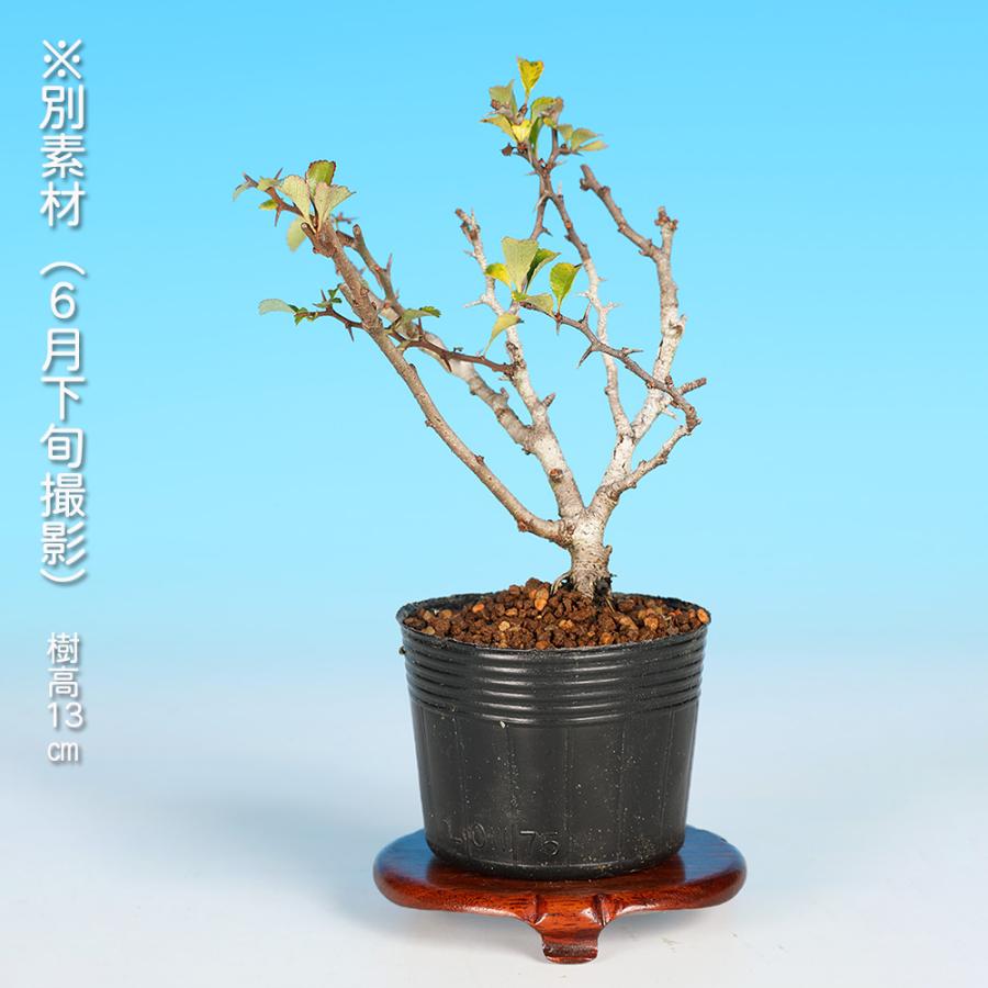 盆栽 長寿梅 チョウジュバイ 赤花 矮性 ボケ 木瓜の仲間 枝打ちが