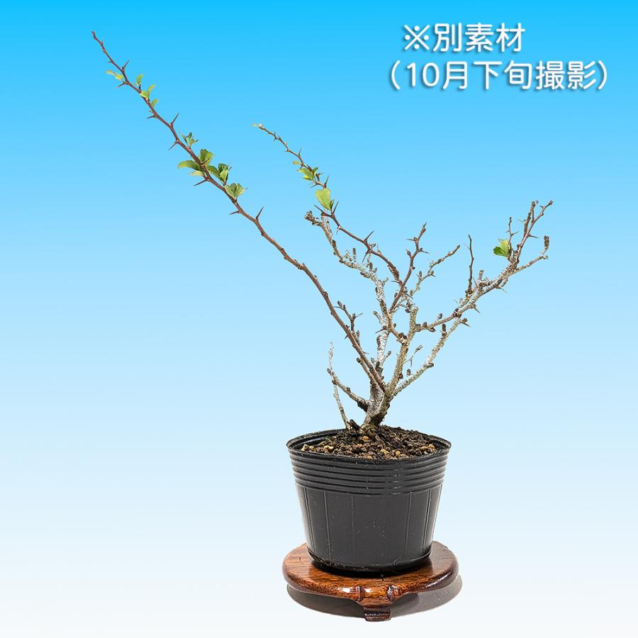 盆栽 長寿梅 チョウジュバイ 赤花 矮性 ボケ 木瓜の仲間 枝打ちが