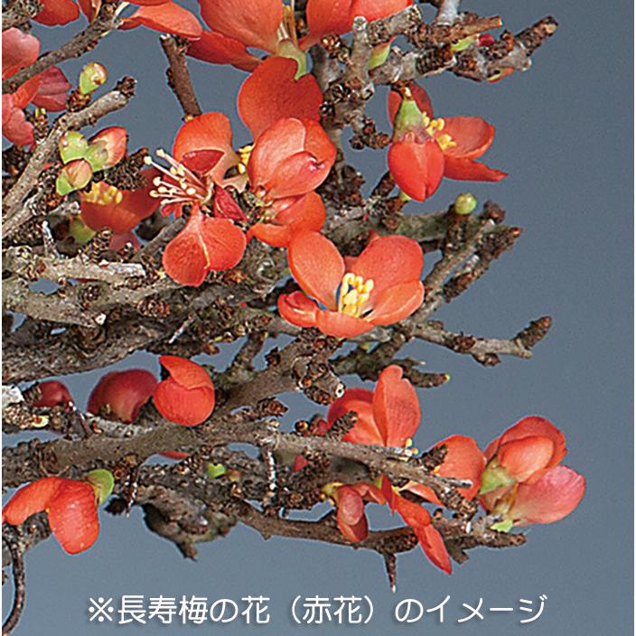 盆栽 長寿梅 チョウジュバイ 赤花 矮性 ボケ 木瓜の仲間 枝打ちが