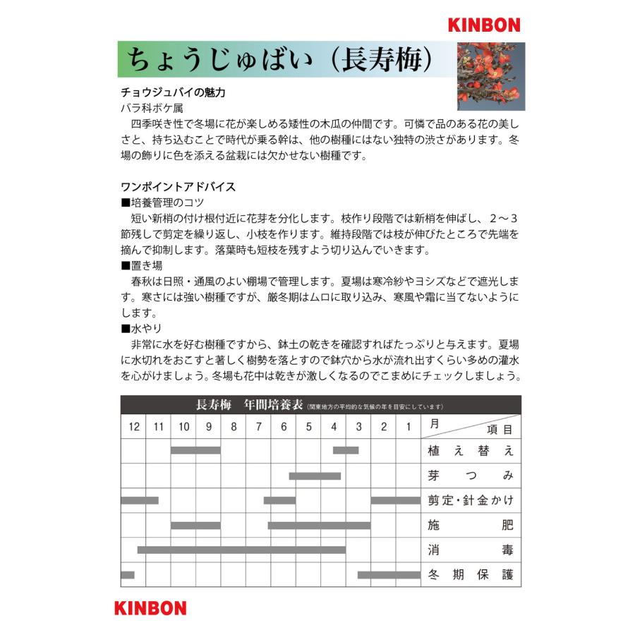 盆栽 長寿梅 チョウジュバイ 赤花 矮性 ボケ 木瓜の仲間 枝打ちが