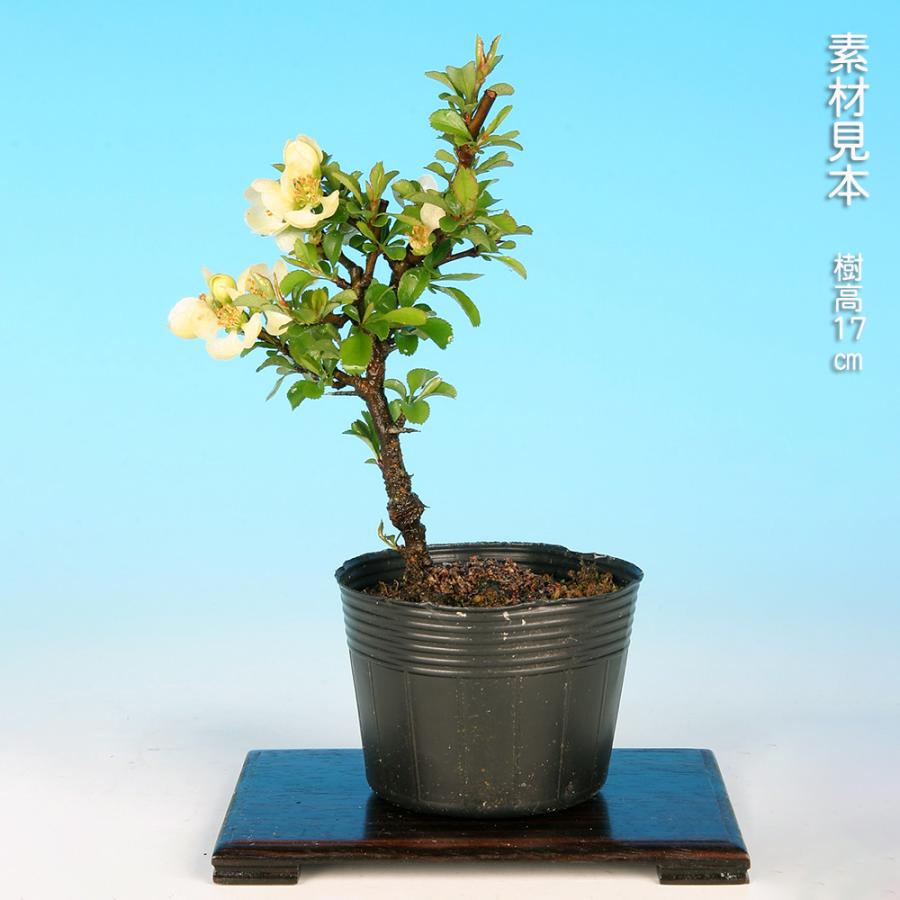盆栽 長寿梅 白花 白長寿梅 チョウジュバイ 白長寿 枝打ち細かい 小品