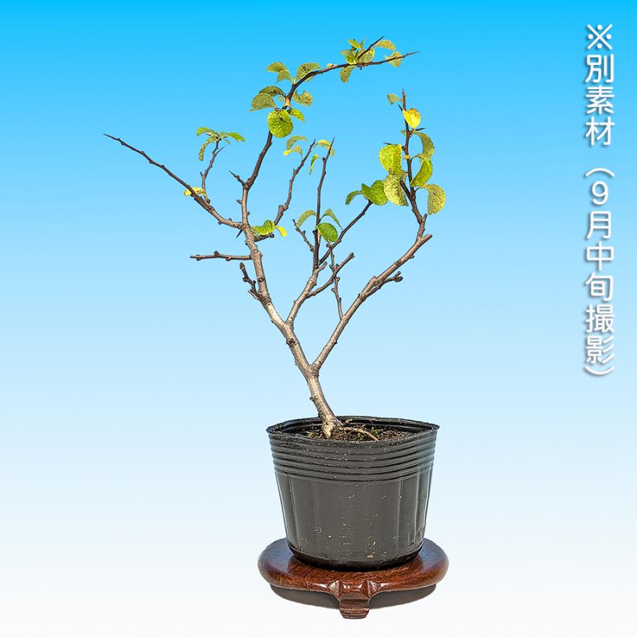 盆栽 長寿梅 白花 白長寿梅 チョウジュバイ 白長寿 枝打ち細かい 小品