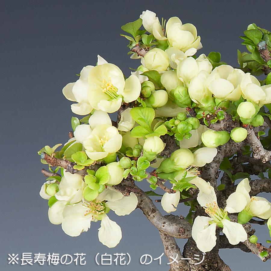盆栽 長寿梅 白花 白長寿梅 チョウジュバイ 白長寿 枝打ち細かい 小品