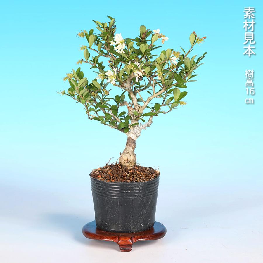 盆栽 極姫性いぼた イボタ 水蝋 小品盆栽 ミニ盆栽 盆栽素材 苗木 実物