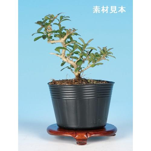 盆栽 ミニ盆栽 「極姫性いぼた」 イボタ 花物 実物 小品盆栽 盆栽素材