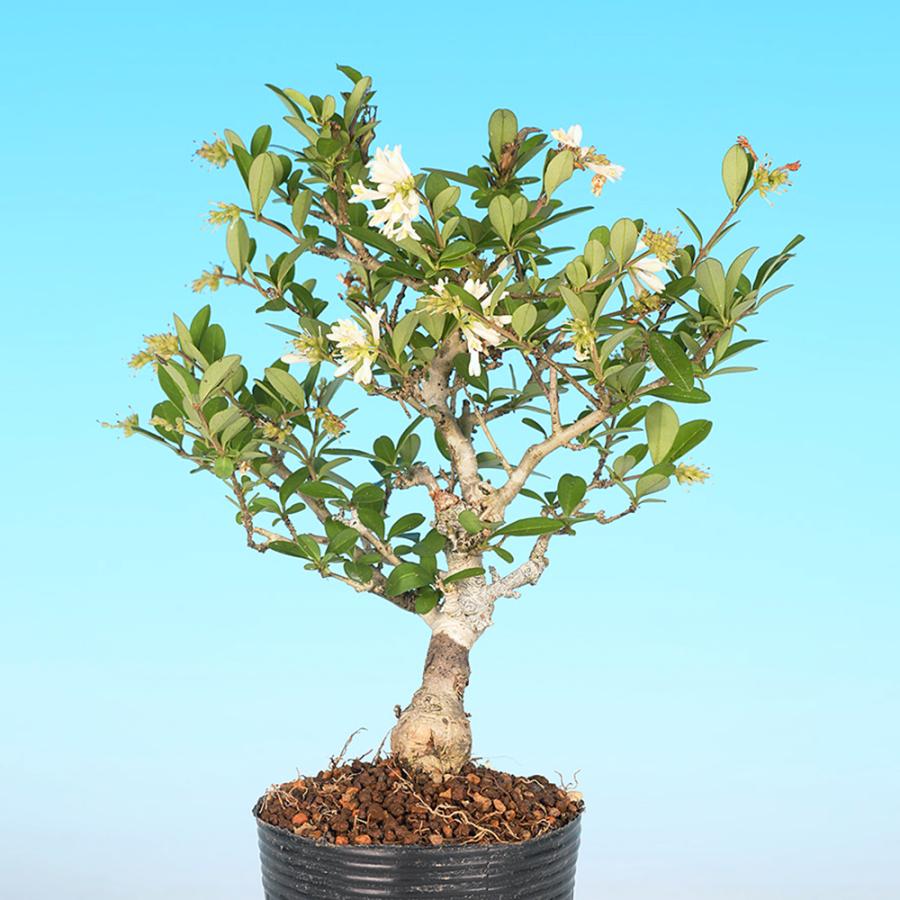 盆栽 極姫性いぼた イボタ 水蝋 小品盆栽 ミニ盆栽 盆栽素材 苗木 実物