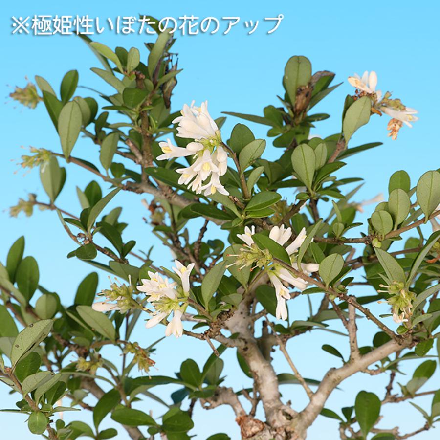 盆栽 極姫性いぼた イボタ 水蝋 小品盆栽 ミニ盆栽 盆栽素材 苗木 実物