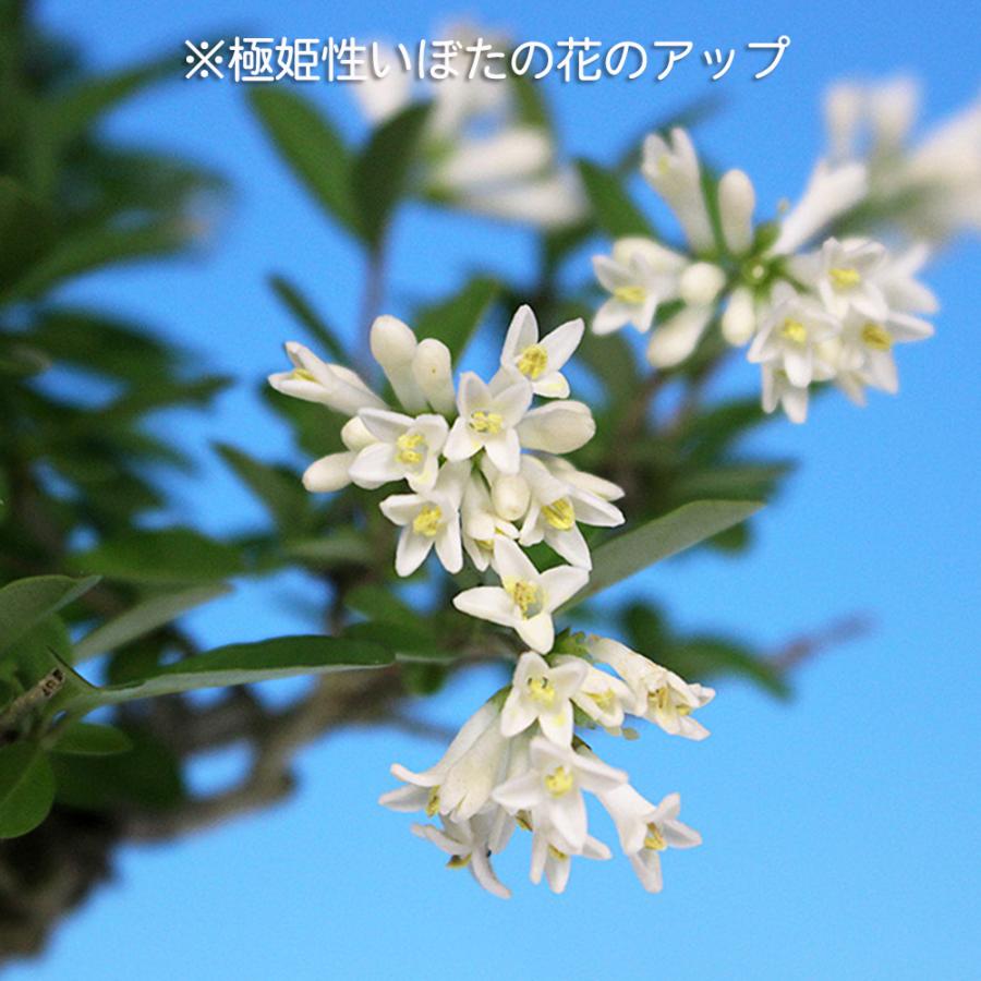 盆栽 極姫性いぼた イボタ 水蝋 小品盆栽 ミニ盆栽 盆栽素材 苗木 実物