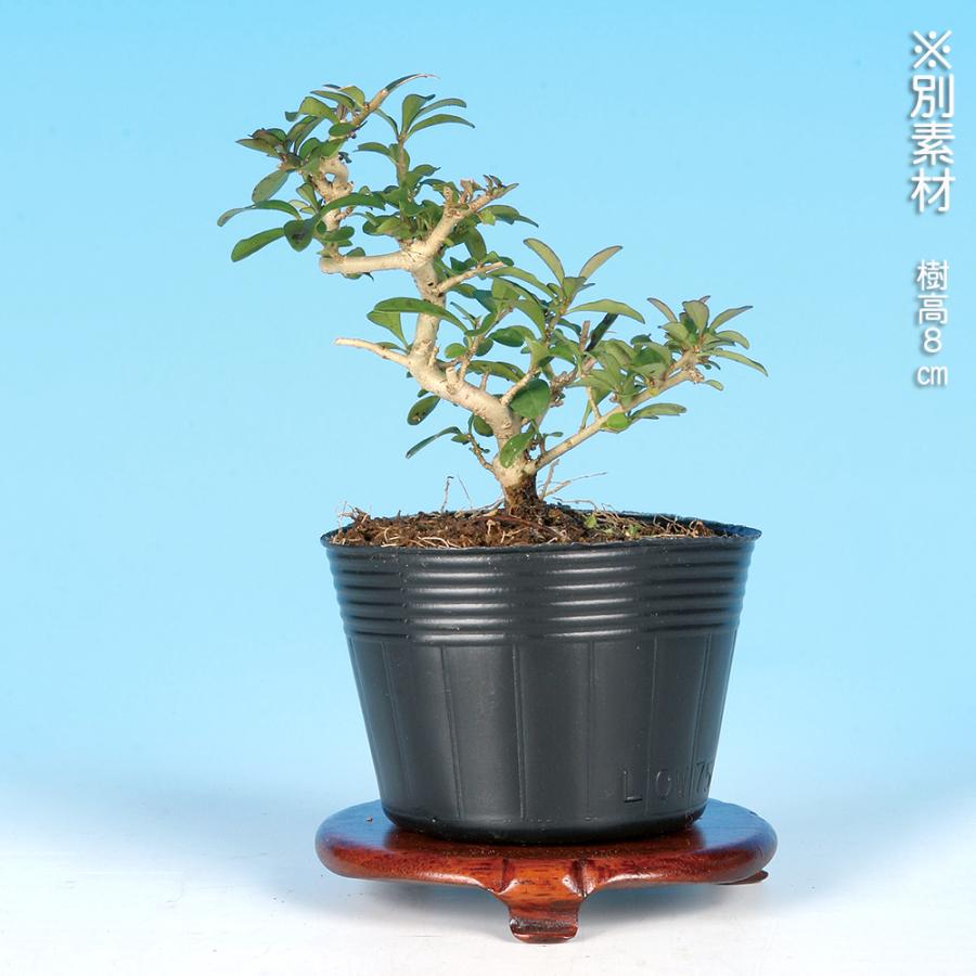 盆栽 極姫性いぼた イボタ 水蝋 小品盆栽 ミニ盆栽 盆栽素材 苗木 実物