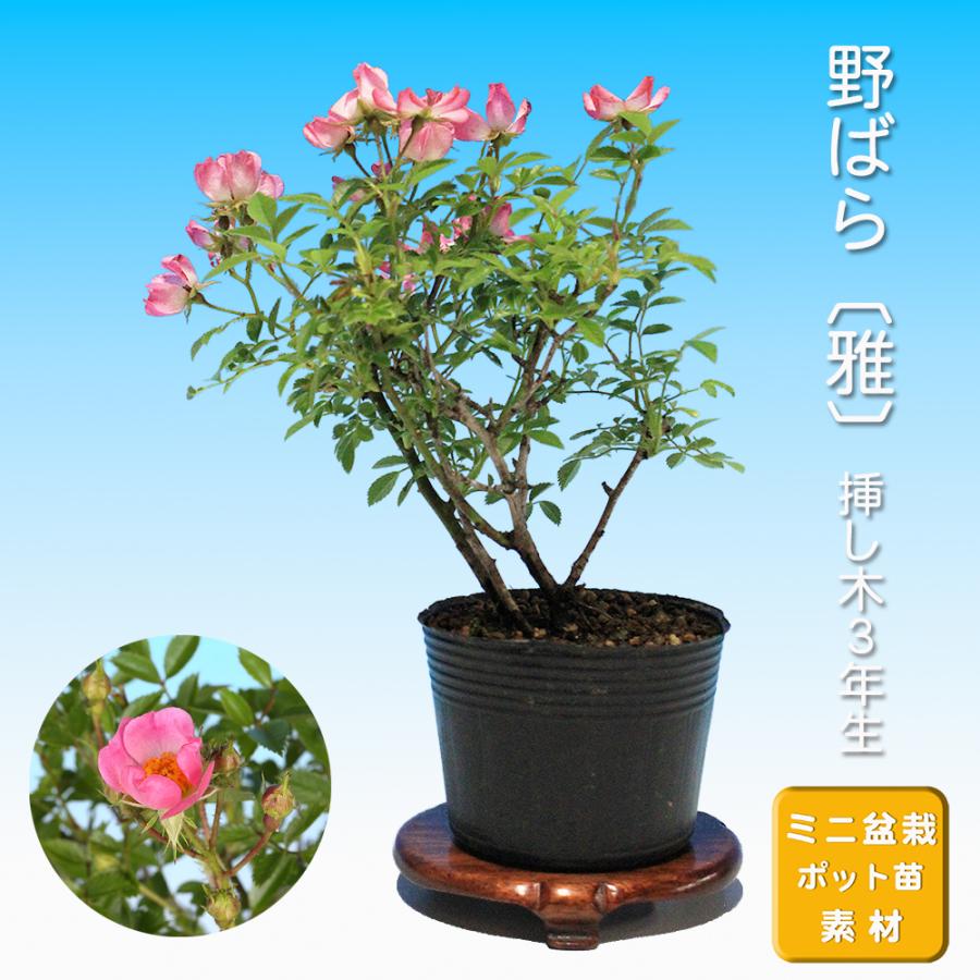 盆栽 野ばら 雅 野薔薇 ノバラ みやび ミヤビ 小品盆栽 ミニ盆栽