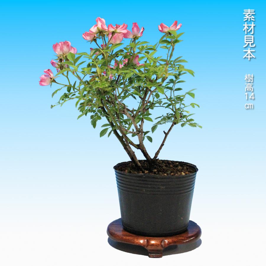 盆栽 野ばら 雅 野薔薇 ノバラ みやび ミヤビ 小品盆栽 ミニ盆栽