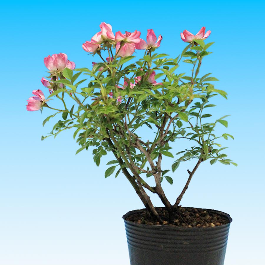 盆栽 野ばら 雅 野薔薇 ノバラ みやび ミヤビ 小品盆栽 ミニ盆栽