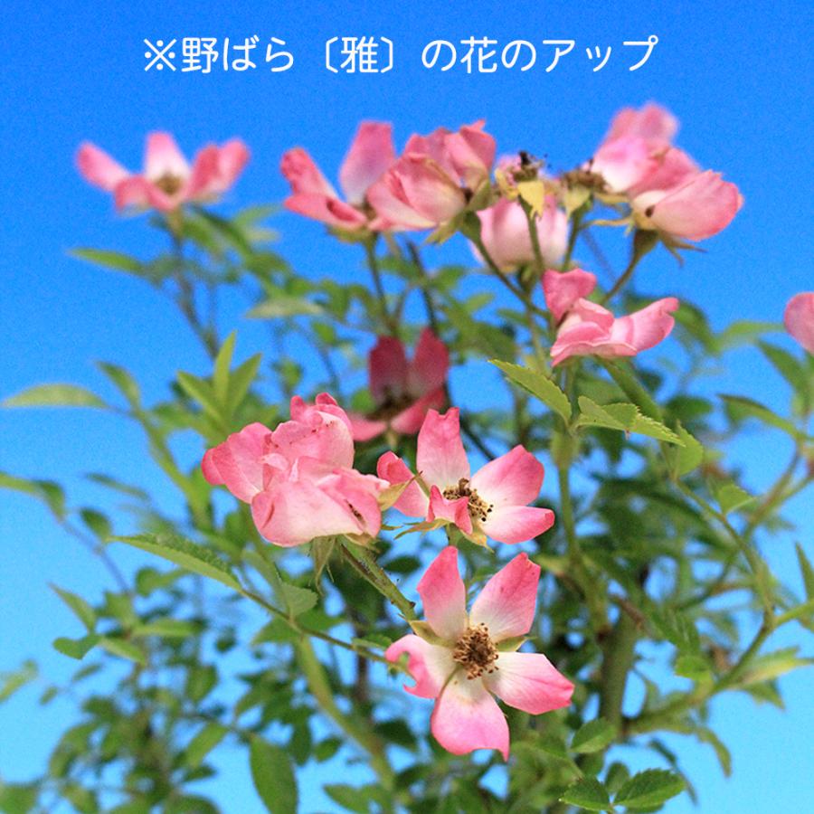上下5㎝　根上がり　神入り　野薔薇　雅　ミニバラ　小品盆栽　真柏　黒松　紅葉　楓 盆栽 野ばら 雅 野薔薇 ノバラ みやび ミヤビ 小品盆栽 ミニ盆栽