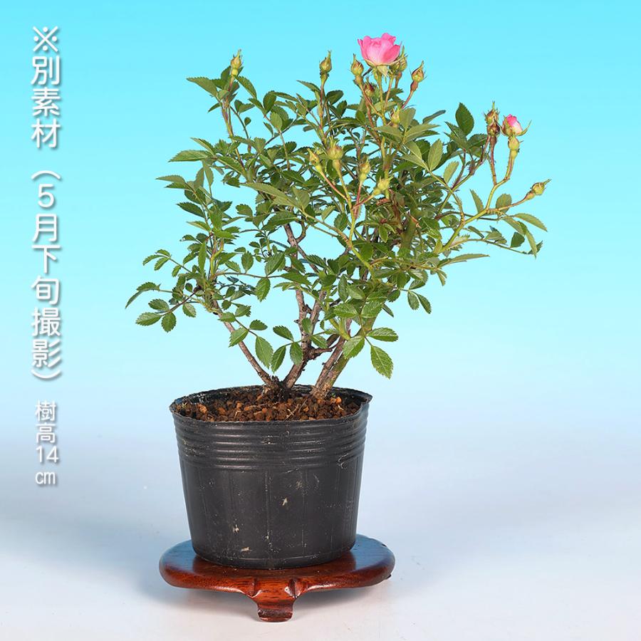 盆栽 野ばら 雅 野薔薇 ノバラ みやび ミヤビ 小品盆栽 ミニ盆栽