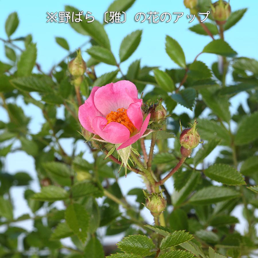 盆栽 野ばら 雅 野薔薇 ノバラ みやび ミヤビ 小品盆栽 ミニ盆栽