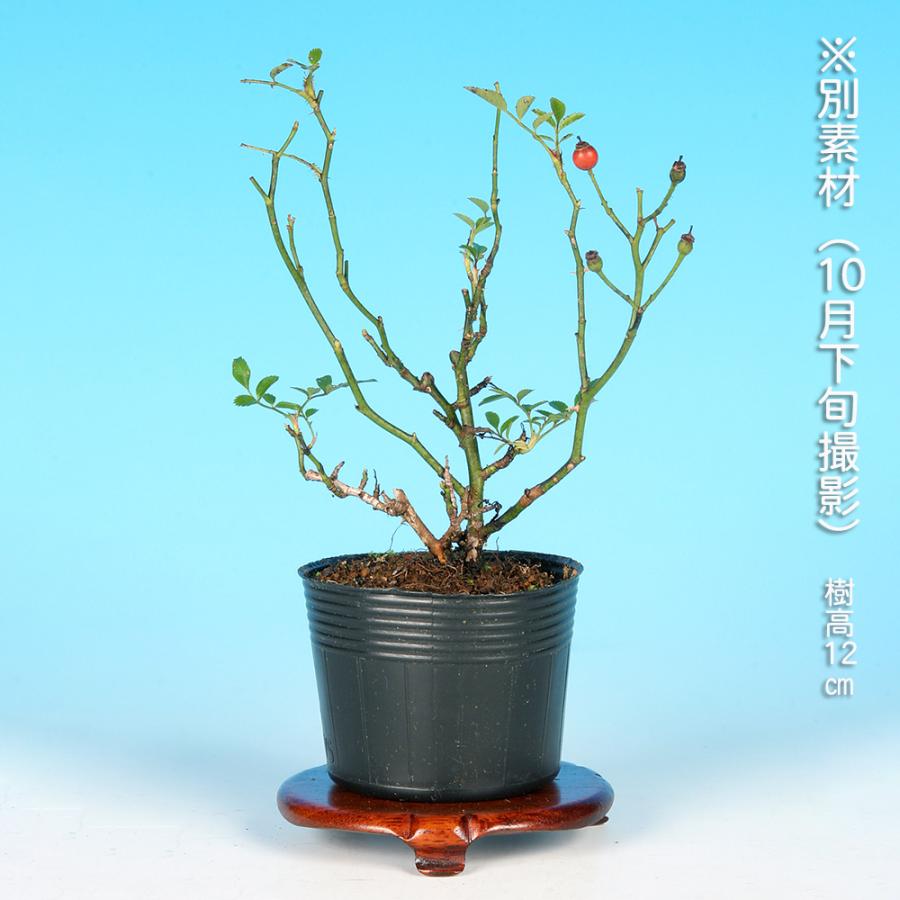盆栽 野ばら 雅 野薔薇 ノバラ みやび ミヤビ 小品盆栽 ミニ盆栽