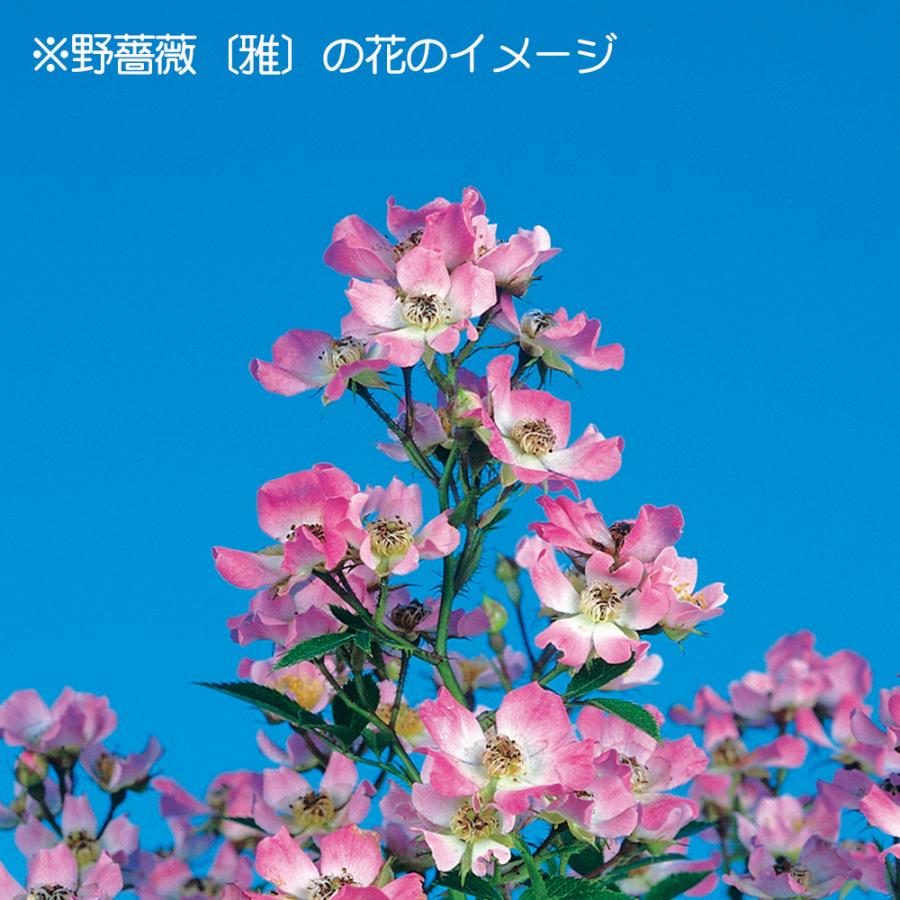 盆栽 野ばら 雅 野薔薇 ノバラ みやび ミヤビ 小品盆栽 ミニ盆栽
