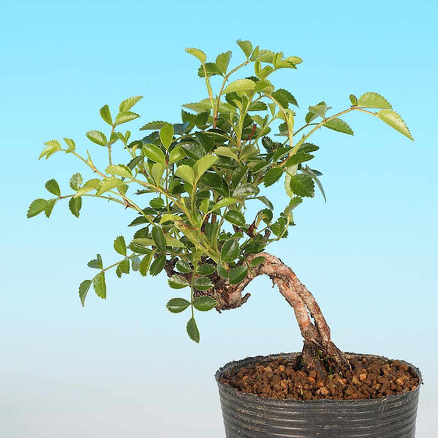 盆栽 野ばら 小町 野薔薇 ノバラ 薔薇 バラ コマチ 小品盆栽 ミニ盆栽