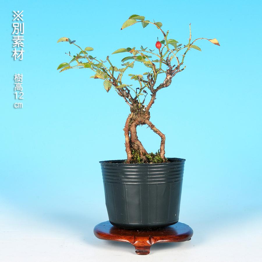 盆栽 野ばら 小町 野薔薇 ノバラ 薔薇 バラ コマチ 小品盆栽 ミニ盆栽