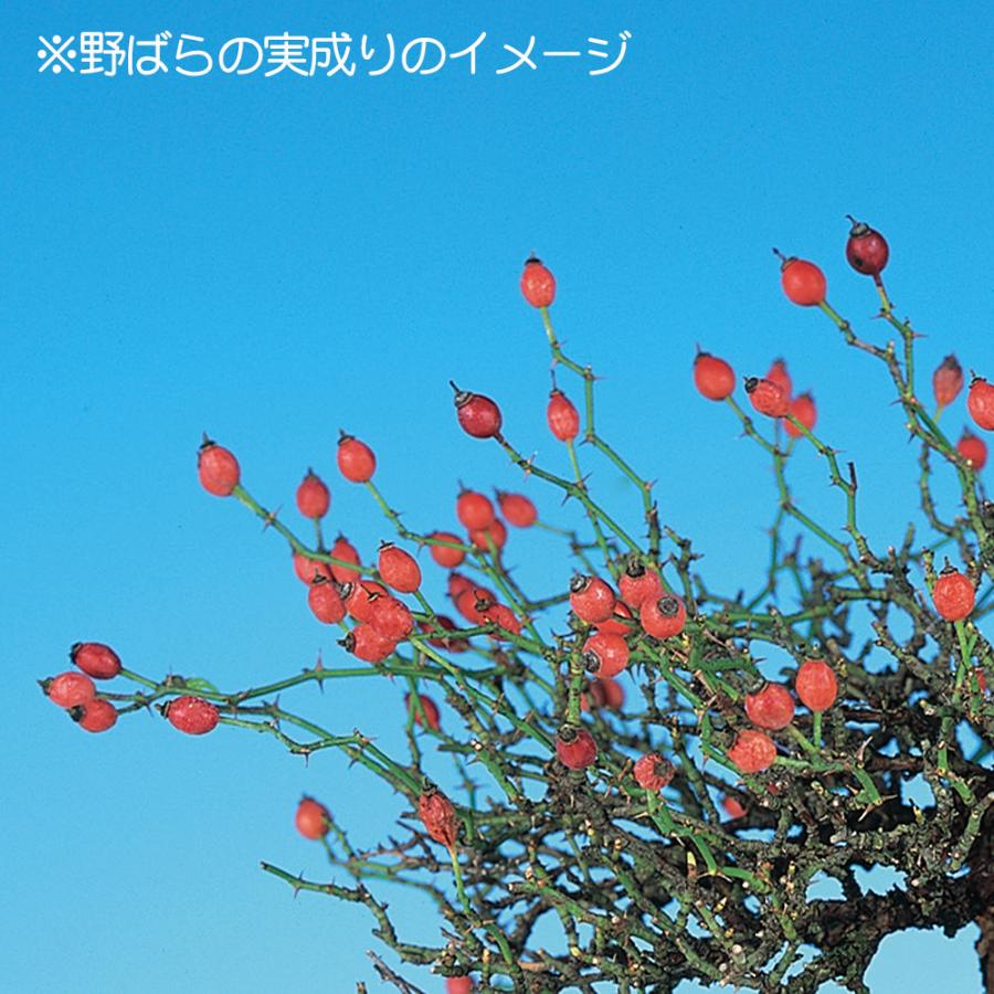 盆栽 野ばら 小町 野薔薇 ノバラ 薔薇 バラ コマチ 小品盆栽 ミニ盆栽