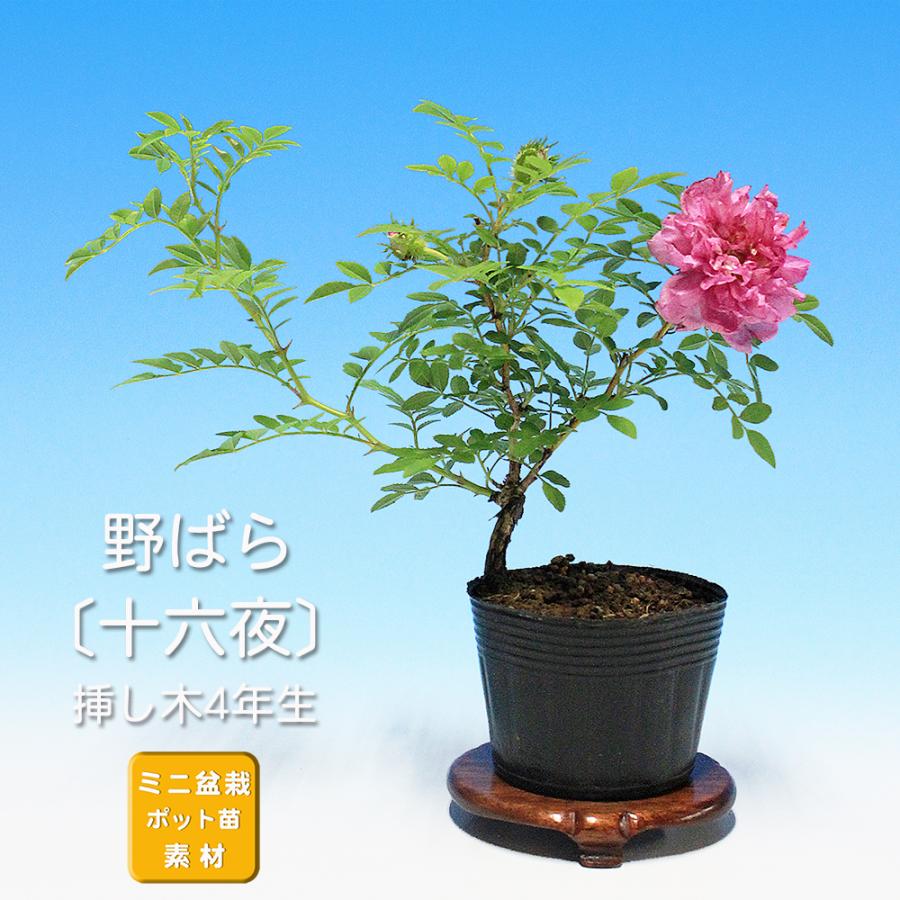 盆栽 野ばら 十六夜 野薔薇 ノバラ イザヨイ ローズ バラ 薔薇 小品