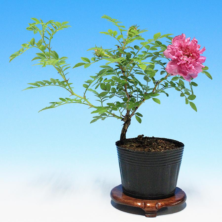盆栽 野ばら 十六夜 野薔薇 ノバラ イザヨイ ローズ バラ 薔薇 小品
