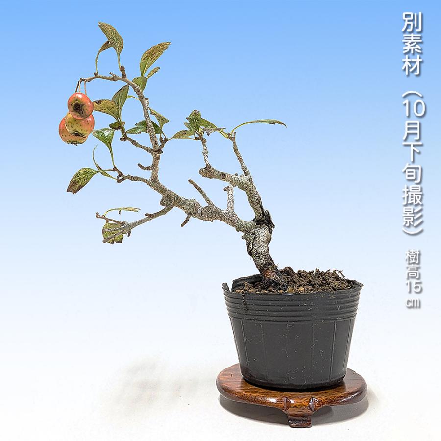 盆栽 ルビーさんざし サンザシ 山査子 光沢のある赤実 小品盆栽 ミニ