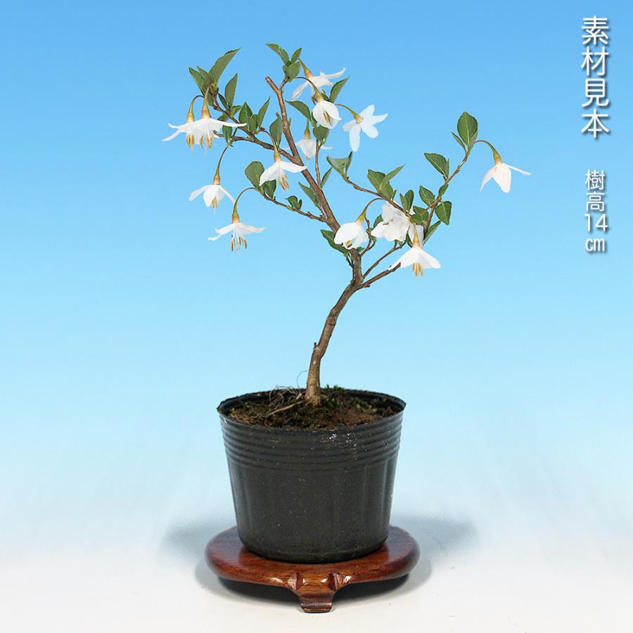 盆栽 一才えごのき エゴノキ 一才性 花付きが良い 実が早く楽しめる