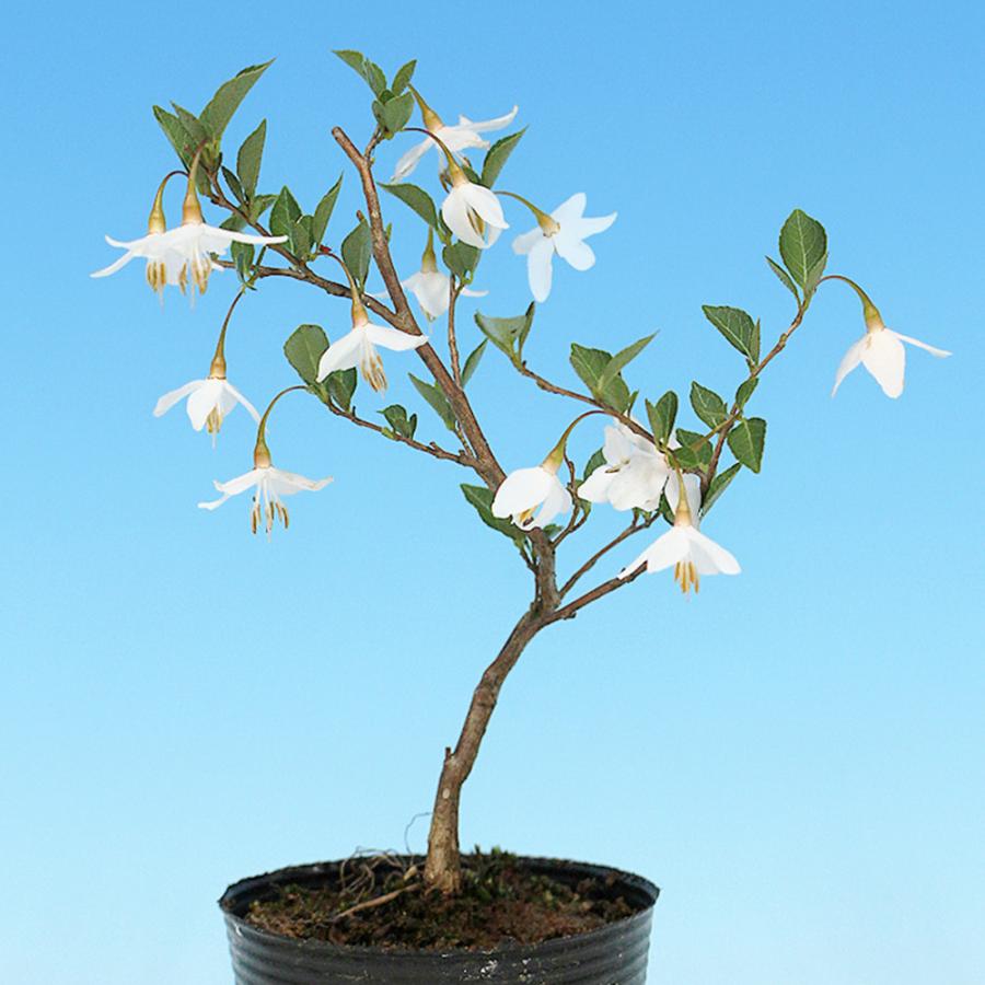 盆栽 一才えごのき エゴノキ 一才性 花付きが良い 実が早く楽しめる