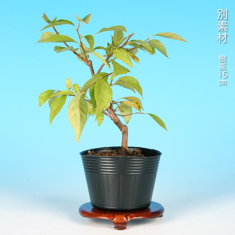 盆栽 一才えごのき エゴノキ 一才性 花付きが良い 実が早く楽しめる