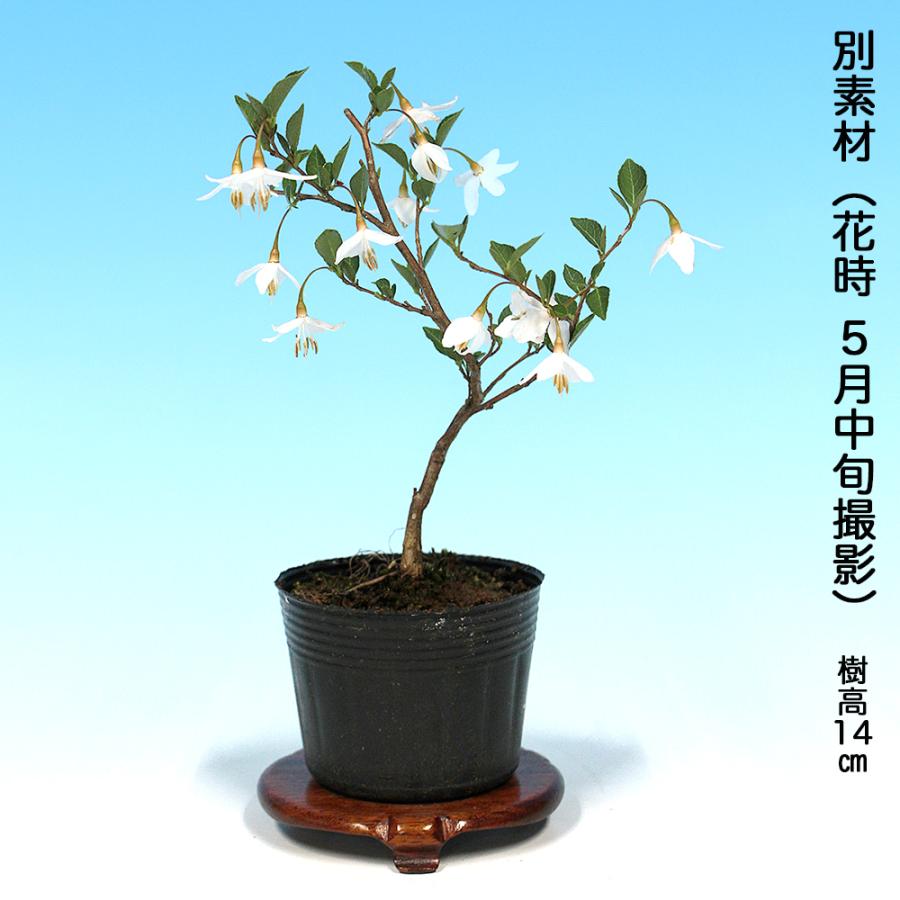 盆栽 一才えごのき 挿し木5年生 7.5cmポット入 エゴノキ 一才性 花付き