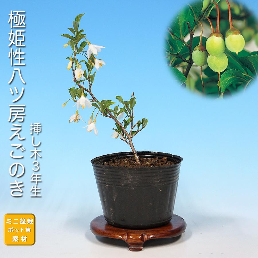 盆栽 極姫性八ッ房えごのき エゴノキ 葉が小さい 小さくできる 小品